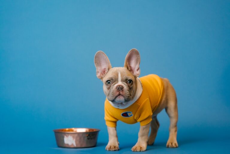 The Cost of a French Bulldog