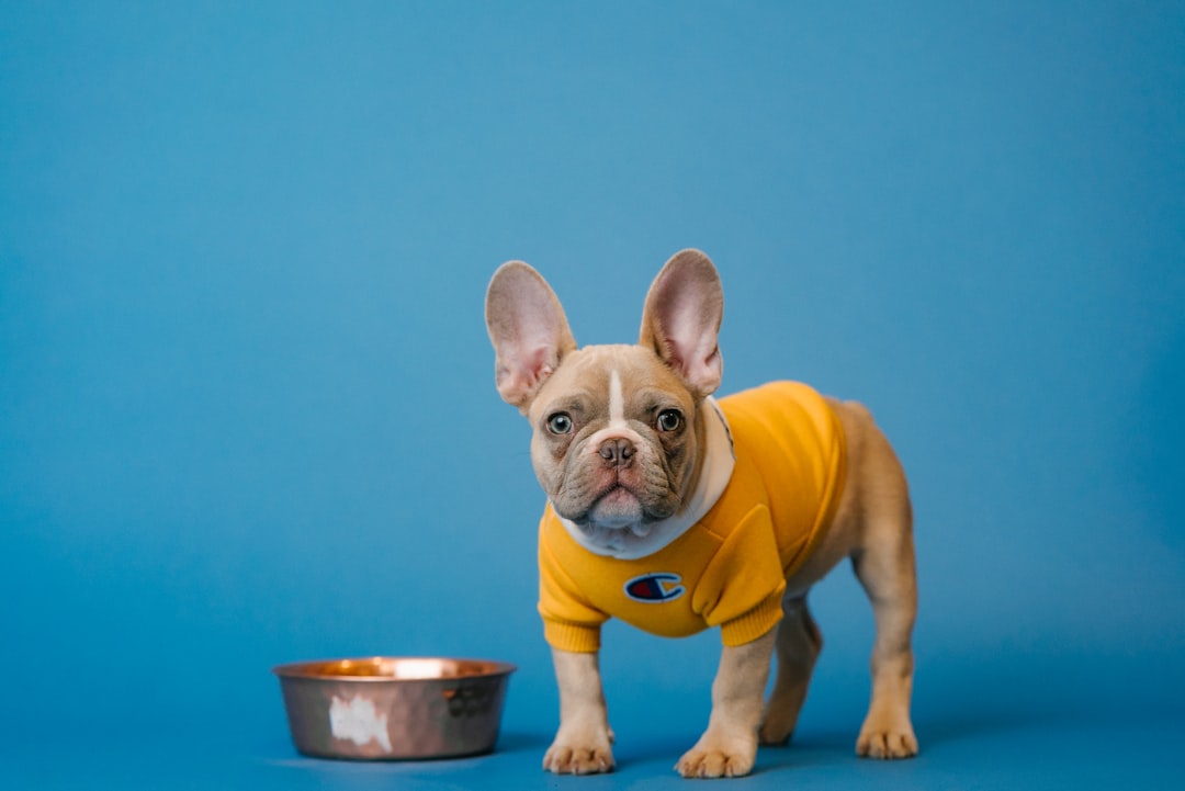 Photo French Bulldog