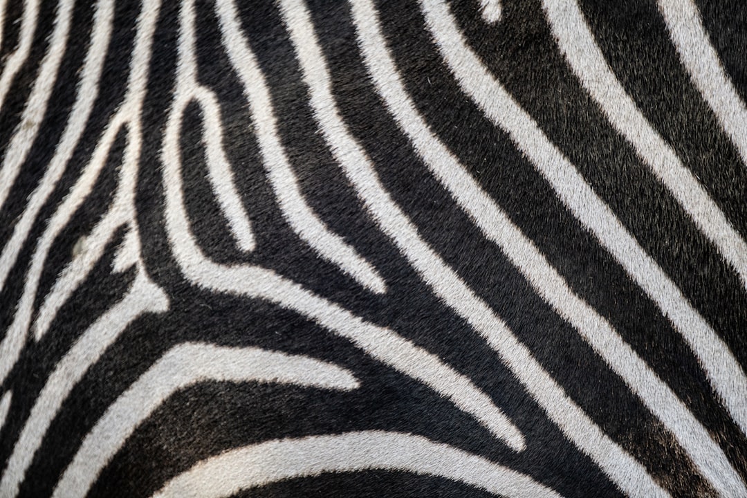 Photo Zebra pattern